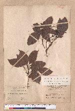 Beilschmiedia erythrophloia Hayata 瓊楠