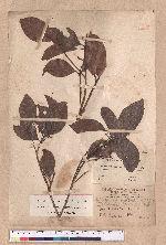 Beilschmiedia erythrophloia Hayata 瓊楠