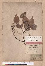 Cinnamomum camphora (L.) Nees & Eberm. 樟