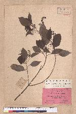 Cinnamomum camphora (L.) Nees & Eberm. var. nominale Hayata 栳樟