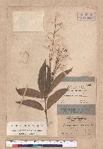 Cinnamomum mercadoi Vidal.