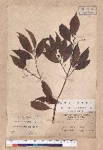 Cinnamomum pseudo-loureirii Hayata