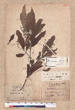 Cinnamomum randaiense Hayata 香桂