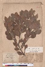 Cinnamomum sericeum Sieb. 圓葉肉桂