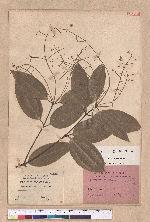 Cinnamomum sericeum Sieb. 圓葉肉桂
