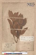 Litsea japonica Mirb.