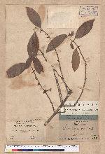 Litsea luzonica (Blume) F. Vill.