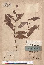 Litsea luzonica (Blume) F. Vill.