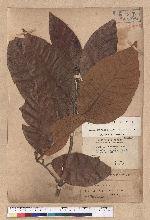 Litsea obovata Hayata