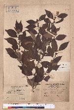 Lindera communis Hemsl. 香葉樹