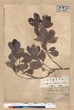 Machilus obovatifolia (Hayata) Kanehira & Sasaki 倒卵葉楠