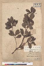 Machilus obovatifolia (Hayata) Kanehira & Sasaki 倒卵葉楠