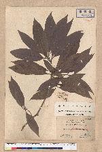 Machilus kusanoi Hayata 大葉楠