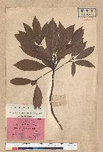 Machilus thunbergii Siebold & Zucc. 紅楠(豬腳楠)