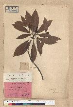 Machilus thunbergii Siebold & Zucc. 紅楠(豬腳楠)