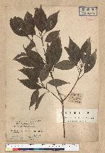 Neolitsea acuminatissima (Hayata) Kanehira et Sasaki 高山新木薑子