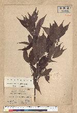 Neolitsea acuminatissima (Hayata) Kanehira et Sasaki 高山新木薑子