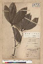 Neolitsea konishii (Hayata) Kanehira & Sasaki 五掌楠