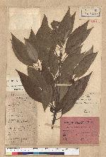 Neolitsea parvigemma (Hayata) Kanehira & Sasaki 小芽新木薑子
