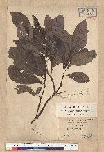 Phoebe formosana (Hayata) Hayata 臺灣雅楠