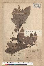 Phoebe formosana (Hayata) Hayata 臺灣雅楠