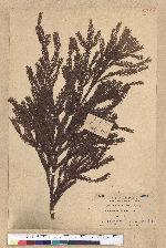 Cryptomeria japonica (L. f.) D. Don 柳杉