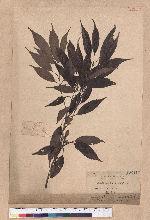 Cyclobalanopsis longinux (Hayata) Schott. 錐果櫟