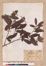 Actinodaphne pedicellata Hayata