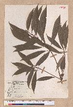 Actinodaphne nantoensis (Hayata) Hayata 南投黃肉楠