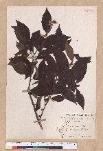 Lindera communis Hemsl. 香葉樹