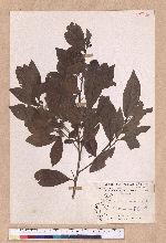Actinodaphne pedicellata Hayata