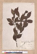Lindera communis Hemsl. 香葉樹