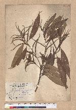 Lithocarpus amygdalifolius (Skan ex Forbes & Hemsl.) Hayata 杏葉石櫟