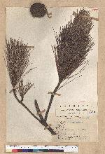 Pinus taiwanensis Hayata 臺灣二葉松