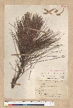 Pinus luchuensis Mayer 琉球松