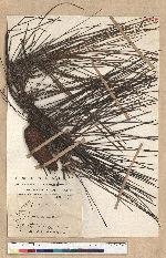 Pinus elliottii Engelm. 濕地松