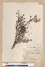 Tsuga chinensis (Franch.) Pritz. ex Diels var. formosana (Hayata) Li & Keng 臺灣鐵杉