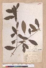 Litsea akoensis Hayata var. chitouchiaoensis Liao 竹頭角木薑子