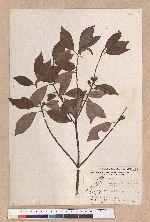 Actinodaphne lancifolia (Sieb. et Zucc.) Meissner