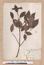 Actinodaphne lancifolia (Sieb. et Zucc.) Meissner