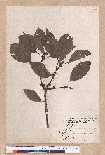 Cinnamomum osmophloeum Kanehira 土肉桂