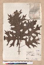 Quercus shumardii Buckl