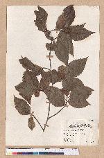 Fagus grandifolia Ehrh