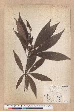 Actinodaphne nantoensis (Hayata) Hayata 南投黃肉楠