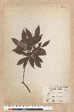 Machilus thunbergii Siebold & Zucc. 紅楠(豬腳楠)