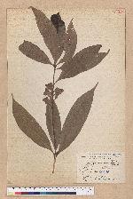 Pasania brevicaudata (Skan) Schottky 短尾柯