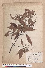 Cinnamomum randaiense Hayata 香桂
