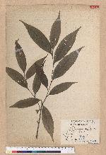 Castanopsis stipitata (Hay.) Kaneh. et Hatsu. 單刺櫧