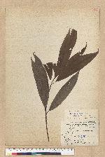 Machilus zuihoensis Hayata var. mushaensis (Lu) Y. C. Liu 青葉楠(霧社楨楠)