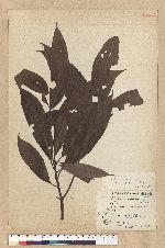 Machilus zuihoensis Hayata var. mushaensis (Lu) Y. C. Liu 青葉楠(霧社楨楠)